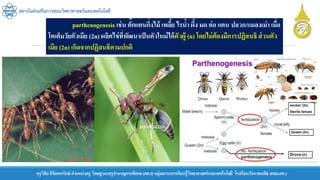ครูวิชัยลิขิตพรรักษ์ ตาแหน่งครู วิทยฐานะครูชานาญการพิเศษ(คศ.3)กลุ่มสาระการเรียนรู้วิทยาศาสตร์และเทคโนโลยี โรงเรียนวัดราชบพิธ สพม.กท.1
สถาบันส่งเสริมการสอนวิทยาศาสตร์และเทคโนโลยี
parthenogenesis เช่น ตั๊กแตนกิ่งไม้ เพลี้ย ไรน้า ผึ้ง มด ต่อ แตน ปลวก/แมลงเม่า เมื่อ
โตเต็มวัยตัวเมีย (2n) ผลิตไข่ที่พัฒนาเป็นตัวใหม่ได้ตัวผู้ (n) โดยไม่ต้องมีการปฏิสนธิ ส่วนตัว
เมีย (2n) เกิดจากปฏิสนธิตามปกติ
 