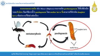 ครูวิชัยลิขิตพรรักษ์ ตาแหน่งครู วิทยฐานะครูชานาญการพิเศษ(คศ.3)กลุ่มสาระการเรียนรู้วิทยาศาสตร์และเทคโนโลยี โรงเรียนวัดราชบพิธ สพม.กท.1
สถาบันส่งเสริมการสอนวิทยาศาสตร์และเทคโนโลยี
หนอนแมลงบางชนิด เช่น Miaser (Diptera) สามารถเกิด parthenogenesis ได้ทั้งที่ยังเป็น
ระยะตัวอ่อน เรียกวิธีการนี้ว่า paedogenesis โดย mother larva ซึ่งสามารถให้กาเนิด daughter
larva เพิ่มจานวนได้อย่างต่อเนื่อง
 