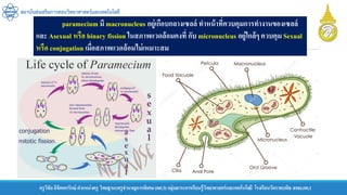 ครูวิชัยลิขิตพรรักษ์ ตาแหน่งครู วิทยฐานะครูชานาญการพิเศษ(คศ.3)กลุ่มสาระการเรียนรู้วิทยาศาสตร์และเทคโนโลยี โรงเรียนวัดราชบพิธ สพม.กท.1
สถาบันส่งเสริมการสอนวิทยาศาสตร์และเทคโนโลยี
paramecium มี macronucleus อยู่เกือบกลางเซลล์ ทาหน้าที่ควบคุมการทางานของเซลล์
และ Asexual หรือ binary fission ในสภาพแวดล้อมคงที่ กับ micronucleus อยู่ใกล้ๆ ควบคุม Sexual
หรือ conjugation เมื่อสภาพแวดล้อมไม่เหมาะสม
 