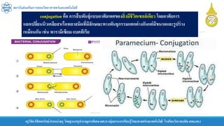 ครูวิชัยลิขิตพรรักษ์ ตาแหน่งครู วิทยฐานะครูชานาญการพิเศษ(คศ.3)กลุ่มสาระการเรียนรู้วิทยาศาสตร์และเทคโนโลยี โรงเรียนวัดราชบพิธ สพม.กท.1
สถาบันส่งเสริมการสอนวิทยาศาสตร์และเทคโนโลยี
conjugation คือ การสืบพันธุ์แบบอาศัยเพศของสิ่งมีชีวิตเซลล์เดียว โดยอาศัยการ
แลกเปลี่ยนนิวเคลียสหรือพลาสมิดที่มีลักษณะทางพันธุกรรมแตกต่างกันแต่มีขนาดและรูปร่าง
เหมือนกัน เช่น พารามีเซียม แบคทีเรีย
 