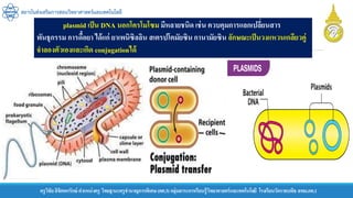 ครูวิชัยลิขิตพรรักษ์ ตาแหน่งครู วิทยฐานะครูชานาญการพิเศษ(คศ.3)กลุ่มสาระการเรียนรู้วิทยาศาสตร์และเทคโนโลยี โรงเรียนวัดราชบพิธ สพม.กท.1
สถาบันส่งเสริมการสอนวิทยาศาสตร์และเทคโนโลยี
plasmid เป็น DNA นอกโครโมโซม มีหลายชนิด เช่น ควบคุมการแลกเปลี่ยนสาร
พันธุกรรม การดื้อยา ได้แก่ ยาเพนิซิลลิน สเตรปโตมัยซิน กานามัยซิน ลักษณะเป็นวงแหวนเกลียวคู่
จาลองตัวเองและเกิด conjugationได้
 