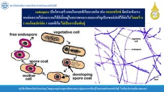 ครูวิชัยลิขิตพรรักษ์ ตาแหน่งครู วิทยฐานะครูชานาญการพิเศษ(คศ.3)กลุ่มสาระการเรียนรู้วิทยาศาสตร์และเทคโนโลยี โรงเรียนวัดราชบพิธ สพม.กท.1
สถาบันส่งเสริมการสอนวิทยาศาสตร์และเทคโนโลยี
endospore เป็นโครงสร้างพบในแบคทีเรียบางชนิด เช่น แอนแทร็กซ์ มีผนังแข็งแรง
ทนต่อสภาพไม่เหมาะสมได้ดีเมื่ออยู่ในสภาพเหมาะสมจะเจริญเป็นเซลล์ปกติได้ต่อไปโดยสร้าง
1 เอนโดสปอร์ต่อ 1 แบคทีเรีย ไม่เป็นการสืบพันธุ์
 