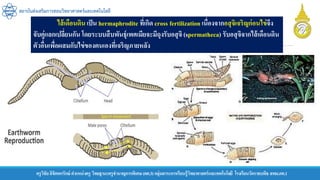 ครูวิชัยลิขิตพรรักษ์ ตาแหน่งครู วิทยฐานะครูชานาญการพิเศษ(คศ.3)กลุ่มสาระการเรียนรู้วิทยาศาสตร์และเทคโนโลยี โรงเรียนวัดราชบพิธ สพม.กท.1
สถาบันส่งเสริมการสอนวิทยาศาสตร์และเทคโนโลยี
ไส้เดือนดิน เป็น hermaphrodite ที่เกิด cross fertilization เนื่องจากอสุจิเจริญก่อนไข่จึง
จับคู่แลกเปลี่ยนกัน โดยระบบสืบพันธุ์เพศเมียจะมีถุงรับอสุจิ (spermatheca) รับอสุจิจากไส้เดือนดิน
ตัวอื่นเพื่อผสมกับไข่ของตนเองที่เจริญภายหลัง
 