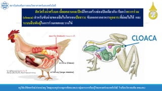 ครูวิชัยลิขิตพรรักษ์ ตาแหน่งครู วิทยฐานะครูชานาญการพิเศษ(คศ.3)กลุ่มสาระการเรียนรู้วิทยาศาสตร์และเทคโนโลยี โรงเรียนวัดราชบพิธ สพม.กท.1
สถาบันส่งเสริมการสอนวิทยาศาสตร์และเทคโนโลยี
สัตว์ครึ่งน้าครึ่งบก เลื้อยคลานและปีกมีโครงสร้างช่องเปิดเดียวกัน เรียกว่าทวารร่วม
(cloaca) สาหรับขับถ่ายของเสียไนโตรเจนปัสสาวะ ขับออกกากอาหารอุจจาระที่ย่อยไม่ได้ และ
ระบบสืบพันธุ์ในการร่วมเพศและวางไข่
 