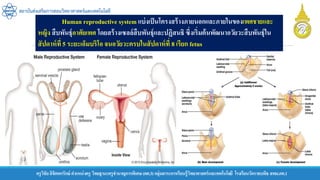 ครูวิชัยลิขิตพรรักษ์ ตาแหน่งครู วิทยฐานะครูชานาญการพิเศษ(คศ.3)กลุ่มสาระการเรียนรู้วิทยาศาสตร์และเทคโนโลยี โรงเรียนวัดราชบพิธ สพม.กท.1
สถาบันส่งเสริมการสอนวิทยาศาสตร์และเทคโนโลยี
Human reproductive system แบ่งเป็นโครงสร้างภายนอกและภายในของเพศชายและ
หญิง สืบพันธุ์อาศัยเพศ โดยสร้างเซลล์สืบพันธุ์และปฏิสนธิ ซึ่งเริ่มต้นพัฒนาอวัยวะสืบพันธุ์ใน
สัปดาห์ที่ 5 ระยะเอ็มบริโอ จนอวัยวะครบในสัปดาห์ที่ 8 เรียก fetus
 