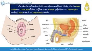 ครูวิชัยลิขิตพรรักษ์ ตาแหน่งครู วิทยฐานะครูชานาญการพิเศษ(คศ.3)กลุ่มสาระการเรียนรู้วิทยาศาสตร์และเทคโนโลยี โรงเรียนวัดราชบพิธ สพม.กท.1
สถาบันส่งเสริมการสอนวิทยาศาสตร์และเทคโนโลยี
เปรียบเทียบโครงสร้างอวัยวะสืบพันธุ์เพศหญิงและชายที่มีจุดกาเนิดเดียวกัน เช่น Gland
cristolis และ Gland penis ไวต่อความรู้สึกทางเพศ , scortum ถุงหุ้มอัณฑะ และ labia majora
แคมใหญ่ , penis องคชาติ และ labia minora แคมเล็ก
 