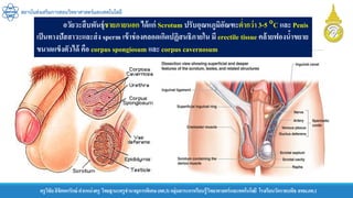ครูวิชัยลิขิตพรรักษ์ ตาแหน่งครู วิทยฐานะครูชานาญการพิเศษ(คศ.3)กลุ่มสาระการเรียนรู้วิทยาศาสตร์และเทคโนโลยี โรงเรียนวัดราชบพิธ สพม.กท.1
สถาบันส่งเสริมการสอนวิทยาศาสตร์และเทคโนโลยี
อวัยวะสืบพันธุ์ชายภายนอก ได้แก่ Scrotum ปรับอุณหภูมิอัณฑะต่ากว่า 3-5 C และ Penis
เป็นทางปัสสาวะและส่ง sperm เข้าช่องคลอดเกิดปฏิสนธิภายใน มี erectile tissue คล้ายฟองน้าขยาย
ขนาดแข็งตัวได้ คือ corpus spongiosum และ corpus cavernosum
 