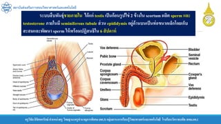 ครูวิชัยลิขิตพรรักษ์ ตาแหน่งครู วิทยฐานะครูชานาญการพิเศษ(คศ.3)กลุ่มสาระการเรียนรู้วิทยาศาสตร์และเทคโนโลยี โรงเรียนวัดราชบพิธ สพม.กท.1
สถาบันส่งเสริมการสอนวิทยาศาสตร์และเทคโนโลยี
ระบบสืบพันธุ์ชายภายใน ได้แก่ testis เป็นก้อนรูปไข่ 2 ข้างใน scortum ผลิต sperm และ
testosterone ภายในมี seminiferous tubule ส่วน epididymis อยู่ด้านบนเป็นท่อขนาดเล็กโดยเก็บ
สะสมและพัฒนา sperm ให้พร้อมปฏิสนธิใน 6 สัปดาห์
 