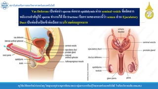 ครูวิชัยลิขิตพรรักษ์ ตาแหน่งครู วิทยฐานะครูชานาญการพิเศษ(คศ.3)กลุ่มสาระการเรียนรู้วิทยาศาสตร์และเทคโนโลยี โรงเรียนวัดราชบพิธ สพม.กท.1
สถาบันส่งเสริมการสอนวิทยาศาสตร์และเทคโนโลยี
Vas Deferens เป็นท่อนา sperm ต่อจาก epididymis ผ่าน seminal vesicle ที่ผลิตสาร
พลังงานสาคัญให้ sperm ทางานได้ คือ fructose เรียกรวมของเหลวนี้ว่า semen ส่วน Ejaculatory
Duct เป็นท่อสั้นเปิดเข้าท่อปัสสาวะบริเวณต่อมลูกหมาก
 