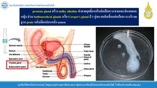 ครูวิชัยลิขิตพรรักษ์ ตาแหน่งครู วิทยฐานะครูชานาญการพิเศษ(คศ.3)กลุ่มสาระการเรียนรู้วิทยาศาสตร์และเทคโนโลยี โรงเรียนวัดราชบพิธ สพม.กท.1
สถาบันส่งเสริมการสอนวิทยาศาสตร์และเทคโนโลยี
prostate gland สร้าง milky alkaline ทาลายฤทธิ์กรดในท่อปัสสาวะชายและช่องคลอด
หญิง ส่วน bulbourethral glands หรือ Cowper's gland มี 1 คู่ขนาดเล็กเชื่อมท่อปัสสาวะบริเวณ
ฐาน penis หลั่งเมือกก่อนหลั่ง semen
 