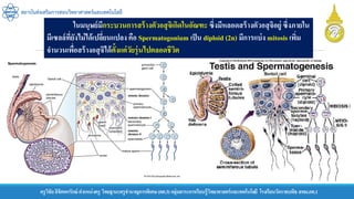ครูวิชัยลิขิตพรรักษ์ ตาแหน่งครู วิทยฐานะครูชานาญการพิเศษ(คศ.3)กลุ่มสาระการเรียนรู้วิทยาศาสตร์และเทคโนโลยี โรงเรียนวัดราชบพิธ สพม.กท.1
สถาบันส่งเสริมการสอนวิทยาศาสตร์และเทคโนโลยี
ในมนุษย์มีกระบวนการสร้างตัวอสุจิเกิดในอัณฑะ ซึ่งมีหลอดสร้างตัวอสุจิอยู่ ซึ่งภายใน
มีเซลล์ที่ยังไม่ได้เปลี่ยนแปลง คือ Spermatogonium เป็น diploid (2n) มีการแบ่ง mitosis เพิ่ม
จานวนเพื่อสร้างอสุจิได้ตั้งแต่วัยรุ่นไปตลอดชีวิต
 