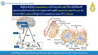 ครูวิชัยลิขิตพรรักษ์ ตาแหน่งครู วิทยฐานะครูชานาญการพิเศษ(คศ.3)กลุ่มสาระการเรียนรู้วิทยาศาสตร์และเทคโนโลยี โรงเรียนวัดราชบพิธ สพม.กท.1
สถาบันส่งเสริมการสอนวิทยาศาสตร์และเทคโนโลยี
เมื่อผู้ชายเข้าสู่วัยรุ่น Hypothalamus จะสร้างและหลั่ง GnRH ไปกระตุ้นให้ต่อมใต้
สมองส่วนหน้าสร้างและหลั่ง FSH ควบคุมการสร้างอสุจิที่ seminiferous tubule ใน testis และ
LH จะกระตุ้น Leydig cell ซึ่งอยู่ระหว่าง seminiferous tubule สร้าง Androgen
 
