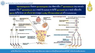 ครูวิชัยลิขิตพรรักษ์ ตาแหน่งครู วิทยฐานะครูชานาญการพิเศษ(คศ.3)กลุ่มสาระการเรียนรู้วิทยาศาสตร์และเทคโนโลยี โรงเรียนวัดราชบพิธ สพม.กท.1
สถาบันส่งเสริมการสอนวิทยาศาสตร์และเทคโนโลยี
Spermatogenesis เริ่มจาก spermatogonia (2n) พัฒนาเป็น 1 spermatocyte (2n) และแบ่ง
meiosis I ได้ 2 spermatocyte (n) 2 เซลล์ กับ meiosis II ต่อได้ spermatid (n) 4 เซลล์ เปลี่ยนเป็น
sperm ต่อไป ส่วน LH หรือ ICSH ควบคุม Leydig หรือ interstitial cell สร้าง testosterone
 