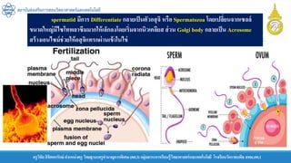 ครูวิชัยลิขิตพรรักษ์ ตาแหน่งครู วิทยฐานะครูชานาญการพิเศษ(คศ.3)กลุ่มสาระการเรียนรู้วิทยาศาสตร์และเทคโนโลยี โรงเรียนวัดราชบพิธ สพม.กท.1
สถาบันส่งเสริมการสอนวิทยาศาสตร์และเทคโนโลยี
spermatid มีการ Differentiate กลายเป็นตัวอสุจิ หรือ Spermatozoa โดยเปลี่ยนจากเซลล์
ขนาดใหญ่มีไซโทพลาซึมมากให้เล็กลงโดยเริ่มจากนิวเคลียส ส่วน Golgi body กลายเป็น Acrosome
สร้างเอนไซม์ช่วยให้อสุจิแทรกผ่านเข้าในไข่
 