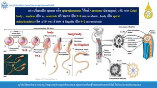 ครูวิชัยลิขิตพรรักษ์ ตาแหน่งครู วิทยฐานะครูชานาญการพิเศษ(คศ.3)กลุ่มสาระการเรียนรู้วิทยาศาสตร์และเทคโนโลยี โรงเรียนวัดราชบพิธ สพม.กท.1
สถาบันส่งเสริมการสอนวิทยาศาสตร์และเทคโนโลยี
การเปลี่ยนเป็น sperm หรือ spermiogenesis ได้แก่ Acrosome ปลายสุดส่วนหัว จาก Golgi
body , nucleus เป็น n , centriole บริเวณคอ เป็น 9+0 microtubule , body เป็น spiral
mitochondria ผลิต ATP และ ส่วนหาง flagella เป็น 9+2 microtubule
Golgi body
body
9+2
9+0
(n) Hapliod
 