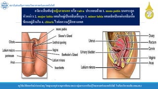 ครูวิชัยลิขิตพรรักษ์ ตาแหน่งครู วิทยฐานะครูชานาญการพิเศษ(คศ.3)กลุ่มสาระการเรียนรู้วิทยาศาสตร์และเทคโนโลยี โรงเรียนวัดราชบพิธ สพม.กท.1
สถาบันส่งเสริมการสอนวิทยาศาสตร์และเทคโนโลยี
อวัยวะสืบพันธุ์หญิงภายนอก หรือ vulva ประกอบด้วย 1. mons pubis บนกระดูก
หัวหน่าว 2. major labia แคมใหญ่เป็นกลีบเนื้อนูน 3. minor labia แคมเล็กเป็นแผ่นกลีบเนื้อ
ซ้อนอยู่ด้านใน 4. clitoris ไวต่อความรู้สึกทางเพศ
 