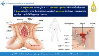 ครูวิชัยลิขิตพรรักษ์ ตาแหน่งครู วิทยฐานะครูชานาญการพิเศษ(คศ.3)กลุ่มสาระการเรียนรู้วิทยาศาสตร์และเทคโนโลยี โรงเรียนวัดราชบพิธ สพม.กท.1
สถาบันส่งเสริมการสอนวิทยาศาสตร์และเทคโนโลยี
5. vaginal pore แยกจากรูปัสสาวะ 6. Bartholin’s gland ขับเมือกหล่อลื่นช่องคลอด
7. hymen เป็นเยื่อบางรอบปากช่องคลอดฉีกขาดง่าย 7. perineum คือบริเวณส่วนล่างช่องคลอด
ลงมาถึงทวารหนักมักฉีดขาดระหว่างคลอด
 