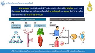 ครูวิชัยลิขิตพรรักษ์ ตาแหน่งครู วิทยฐานะครูชานาญการพิเศษ(คศ.3)กลุ่มสาระการเรียนรู้วิทยาศาสตร์และเทคโนโลยี โรงเรียนวัดราชบพิธ สพม.กท.1
สถาบันส่งเสริมการสอนวิทยาศาสตร์และเทคโนโลยี
Reproduction การเพิ่มจานวนสิ่งมีชีวิตดารงเผ่าพันธุ์เป็นสมบัติสาคัญที่สุด แบ่ง 2 แบบ
คือ Asexual เกิดเร็วจานวนมากลักษณะเหมือนเดิมสิ่งแวดล้อมคงที่ และ Sexual เกิดช้าจานวนน้อย
มีความหลากหลายสิ่งแวดล้อมเปลี่ยนแปลง
 