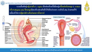 ครูวิชัยลิขิตพรรักษ์ ตาแหน่งครู วิทยฐานะครูชานาญการพิเศษ(คศ.3)กลุ่มสาระการเรียนรู้วิทยาศาสตร์และเทคโนโลยี โรงเรียนวัดราชบพิธ สพม.กท.1
สถาบันส่งเสริมการสอนวิทยาศาสตร์และเทคโนโลยี
ระบบสืบพันธุ์หญิงภายใน 1. vagina เป็นท่อกล้ามเนื้อยืดหยุ่นเชื่อมต่อกับมดลูก2. oviduct
หรือ Fallopian tube ปีกมดลูกมีสองข้างปลายใกล้รังไข่เป็นปากแตร ภายในมี cilia ช่วยเซลล์ไข่
เคลื่อนที่ มีการปฏิสนธิส่วนต้นส่งผลการตั้งครรภ์
 