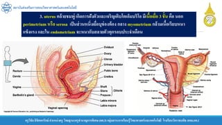 ครูวิชัยลิขิตพรรักษ์ ตาแหน่งครู วิทยฐานะครูชานาญการพิเศษ(คศ.3)กลุ่มสาระการเรียนรู้วิทยาศาสตร์และเทคโนโลยี โรงเรียนวัดราชบพิธ สพม.กท.1
สถาบันส่งเสริมการสอนวิทยาศาสตร์และเทคโนโลยี
3. uterus คล้ายชมพู่ เกิดการฝังตัวและเจริญเติบโตเอ็มบริโอ มีเนื้อเยื่อ 3 ชั้น คือ นอก
perimetrium หรือ serosa เป็นส่วนหนึ่งเยื่อบุช่องท้อง กลาง myometrium กล้ามเนื้อเรียบหนา
แข็งแรง และใน endometrium จะหนากับสลายตัวทุกรอบประจาเดือน
 