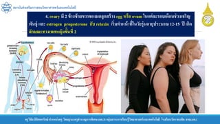 ครูวิชัยลิขิตพรรักษ์ ตาแหน่งครู วิทยฐานะครูชานาญการพิเศษ(คศ.3)กลุ่มสาระการเรียนรู้วิทยาศาสตร์และเทคโนโลยี โรงเรียนวัดราชบพิธ สพม.กท.1
สถาบันส่งเสริมการสอนวิทยาศาสตร์และเทคโนโลยี
4. ovary มี 2 ข้างซ้ายขวาของมดลูกสร้าง egg หรือ ovum ในแต่ละรอบเดือนช่วงเจริญ
พันธุ์ และ estrogen progesterone กับ relaxin เริ่มทาหน้าที่ในวัยรุ่นอายุประมาณ 12-15 ปี เกิด
ลักษณะทางเพศหญิงขั้นที่ 2
 