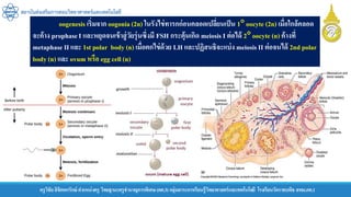 ครูวิชัยลิขิตพรรักษ์ ตาแหน่งครู วิทยฐานะครูชานาญการพิเศษ(คศ.3)กลุ่มสาระการเรียนรู้วิทยาศาสตร์และเทคโนโลยี โรงเรียนวัดราชบพิธ สพม.กท.1
สถาบันส่งเสริมการสอนวิทยาศาสตร์และเทคโนโลยี
oogenesis เริ่มจาก oogonia(2n) ในรังไข่ทารกก่อนคลอดเปลี่ยนเป็น 1 oocyte (2n) เมื่อใกล้คลอด
จะค้าง prophaseI และหยุดจนเข้าสู่วัยรุ่นซึ่งมี FSH กระตุ้นเกิด meiosis I ต่อได้ 2 oocyte (n) ค้างที่
metaphase IIและ 1st polar body (n) เมื่อตกไข่ด้วย LH และปฏิสนธิจะแบ่ง meiosis II ต่อจนได้ 2nd polar
body (n) และ ovum หรือ egg cell (n)
 