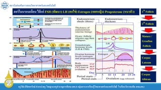 ครูวิชัยลิขิตพรรักษ์ ตาแหน่งครู วิทยฐานะครูชานาญการพิเศษ(คศ.3)กลุ่มสาระการเรียนรู้วิทยาศาสตร์และเทคโนโลยี โรงเรียนวัดราชบพิธ สพม.กท.1
สถาบันส่งเสริมการสอนวิทยาศาสตร์และเทคโนโลยี
ฮอร์โมนรอบเดือน ได้แก่ FSH (พัฒนา) LH (ตกไข่) Estrogen (เพศหญิง) Progesterone (หนาตัว) 1 Follicle
2 Follicle
Mature /
Graafian
Follicle
Corpus
Luteum
Corpus
Albican
 
