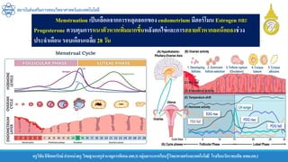 ครูวิชัยลิขิตพรรักษ์ ตาแหน่งครู วิทยฐานะครูชานาญการพิเศษ(คศ.3)กลุ่มสาระการเรียนรู้วิทยาศาสตร์และเทคโนโลยี โรงเรียนวัดราชบพิธ สพม.กท.1
สถาบันส่งเสริมการสอนวิทยาศาสตร์และเทคโนโลยี
Menstruation เป็นเลือดจากการหลุดลอกของendometrium มีฮอร์โมน Estrogen และ
Progesterone ควบคุมการหนาตัวหากเพิ่มมากขึ้นหลังตกไข่และการสลายตัวหากลดน้อยลงช่วง
ประจาเดือน รอบเดือนเฉลี่ย 28 วัน
 