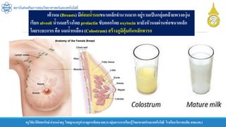 ครูวิชัยลิขิตพรรักษ์ ตาแหน่งครู วิทยฐานะครูชานาญการพิเศษ(คศ.3)กลุ่มสาระการเรียนรู้วิทยาศาสตร์และเทคโนโลยี โรงเรียนวัดราชบพิธ สพม.กท.1
สถาบันส่งเสริมการสอนวิทยาศาสตร์และเทคโนโลยี
เต้านม (Breasts) มีต่อมน้านมขนาดเล็กจานวนมาก อยู่รวมเป็นกลุ่มคล้ายพวงองุ่น
เรียก alveoli น้านมสร้างโดย prolactin ขับออกโดย oxytocin มายังหัวนมผ่านท่อขนาดเล็ก
โดยระยะแรก คือ นมน้าเหลือง (Colostrum) สร้างภูมิคุ้มกันหลักทารก
 