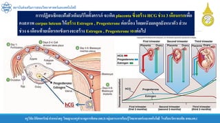 ครูวิชัยลิขิตพรรักษ์ ตาแหน่งครู วิทยฐานะครูชานาญการพิเศษ(คศ.3)กลุ่มสาระการเรียนรู้วิทยาศาสตร์และเทคโนโลยี โรงเรียนวัดราชบพิธ สพม.กท.1
สถาบันส่งเสริมการสอนวิทยาศาสตร์และเทคโนโลยี
การปฏิสนธิและฝังตัวเอ็มบริโอตั้งครรภ์ จะเกิด placenta ซึ่งสร้าง HCG ช่วง 3 เดือนแรกเพื่อ
คงสภาพ corpus luteum ให้สร้าง Estrogen , Progesterone ต่อเนื่อง โดยผนังมดลูกยังหนาตัว ส่วน
ช่วง 6 เดือนท้ายเมื่อรกแข็งแรงจะสร้าง Estrogen , Progesterone เองต่อไป
 