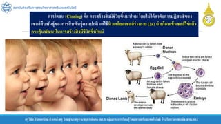 ครูวิชัยลิขิตพรรักษ์ ตาแหน่งครู วิทยฐานะครูชานาญการพิเศษ(คศ.3)กลุ่มสาระการเรียนรู้วิทยาศาสตร์และเทคโนโลยี โรงเรียนวัดราชบพิธ สพม.กท.1
สถาบันส่งเสริมการสอนวิทยาศาสตร์และเทคโนโลยี
การโคลน (Cloning) คือ การสร้างสิ่งมีชีวิตขึ้นมาใหม่ โดยไม่ได้อาศัยการปฏิสนธิของ
เซลล์สืบพันธุ์ของการสืบพันธุ์ตามปกติ แต่ใช้นิวเคลียสเซลล์ร่างกาย (2n) ถ่ายโอนเข้าเซลล์ไข่แล้ว
กระตุ้นพัฒนาในการสร้างสิ่งมีชีวิตขึ้นใหม่
 