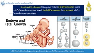 ครูวิชัยลิขิตพรรักษ์ ตาแหน่งครู วิทยฐานะครูชานาญการพิเศษ(คศ.3)กลุ่มสาระการเรียนรู้วิทยาศาสตร์และเทคโนโลยี โรงเรียนวัดราชบพิธ สพม.กท.1
สถาบันส่งเสริมการสอนวิทยาศาสตร์และเทคโนโลยี
Growth and Development โดย growth การเติบโต ถ้าสิ่งมีชีวิตเซลล์เดียว คือ การ
สร้างไซโทพลาซึมและขยายขนาดเซลล์ ส่วนสิ่งมีชีวิตหลายเซลล์ คือ การแบ่งเซลล์ สร้างไซ
โทพลาซึมและขยายขนาดเซลล์
 