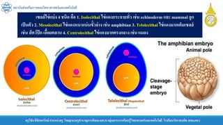 ครูวิชัยลิขิตพรรักษ์ ตาแหน่งครู วิทยฐานะครูชานาญการพิเศษ(คศ.3)กลุ่มสาระการเรียนรู้วิทยาศาสตร์และเทคโนโลยี โรงเรียนวัดราชบพิธ สพม.กท.1
สถาบันส่งเสริมการสอนวิทยาศาสตร์และเทคโนโลยี
เซลล์ไข่แบ่ง 4 ชนิด คือ 1. Isolecithal ไข่แดงกระจายทั่ว เช่น echinoderm และ mammal ลูก
เป็นตัว 2. Mesolecithal ไข่แดงหนาแน่นขั้วล่าง เช่น amphibian 3. Telolecithal ไข่แดงมากเต็มเซลล์
เช่น สัตว์ปีก เลื้อยคลาน 4. Centrolecithal ไข่แดงมากตรงกลาง เช่น แมลง
 