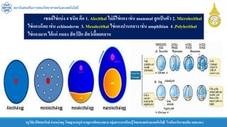 ครูวิชัยลิขิตพรรักษ์ ตาแหน่งครู วิทยฐานะครูชานาญการพิเศษ(คศ.3)กลุ่มสาระการเรียนรู้วิทยาศาสตร์และเทคโนโลยี โรงเรียนวัดราชบพิธ สพม.กท.1
สถาบันส่งเสริมการสอนวิทยาศาสตร์และเทคโนโลยี
เซลล์ไข่แบ่ง 4 ชนิด คือ 1. Alecithal ไม่มีไข่แดง เช่น mammal ลูกเป็นตัว 2. Microlecithal
ไข่แดงน้อย เช่น echinoderm 3. Mesolecithal ไข่แดงปานกลาง เช่น amphibian 4 .Polylecithal
ไข่แดงมาก ได้แก่ แมลง สัตว์ปีก สัตว์เลื้อยคลาน
 