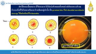 ครูวิชัยลิขิตพรรักษ์ ตาแหน่งครู วิทยฐานะครูชานาญการพิเศษ(คศ.3)กลุ่มสาระการเรียนรู้วิทยาศาสตร์และเทคโนโลยี โรงเรียนวัดราชบพิธ สพม.กท.1
สถาบันส่งเสริมการสอนวิทยาศาสตร์และเทคโนโลยี
สัตว์ปีกและเลื้อยคลาน มีไข่แดงมาก จึงไม่แบ่งตัวตลอดทั้งเซลล์ แต่เกิดเฉพาะบริเวณ
ด้านบนซึ่งมีไซโทพลาสซึมและนิวเคลียสอยู่เท่านั้นคือ germinal disc เรียก discoidal meroblastic
cleavage ได้แผ่นเอ็มบริโอ blastodisc
 