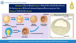 ครูวิชัยลิขิตพรรักษ์ ตาแหน่งครู วิทยฐานะครูชานาญการพิเศษ(คศ.3)กลุ่มสาระการเรียนรู้วิทยาศาสตร์และเทคโนโลยี โรงเรียนวัดราชบพิธ สพม.กท.1
สถาบันส่งเสริมการสอนวิทยาศาสตร์และเทคโนโลยี
Blastulation เป็นระยะที่เซลล์ blastomere จัดเรียงตัวเป็นระเบียบชั้นเดียวหรือหลาย
ชั้น เรียก Blastoderm ที่ผิวโครงสร้างลักษณะคล้ายลูกบอลมีโพรงบรรจุของเหลว เรียก
Blastocoel โดยตัวอ่อนเรียก Blastula
 