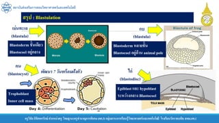 ครูวิชัยลิขิตพรรักษ์ ตาแหน่งครู วิทยฐานะครูชานาญการพิเศษ(คศ.3)กลุ่มสาระการเรียนรู้วิทยาศาสตร์และเทคโนโลยี โรงเรียนวัดราชบพิธ สพม.กท.1
สถาบันส่งเสริมการสอนวิทยาศาสตร์และเทคโนโลยี
สรุป : Blastulation
เม่นทะเล
(blastula)
กบ
(blastula)
ไก่
(blastodisc)
คน
(blastocyst)
Blastoderm ชั้นเดียว
Blastocoel อยู่กลาง
Blastoderm หลายชั้น
Blastocoel อยู่ด้าน animal pole
Trophoblast
Inner cell mass
Epiblast และ hypoblast
ระหว่างกลาง Blastocoel
พัฒนา 7 วันพร้อมฝังตัว
 