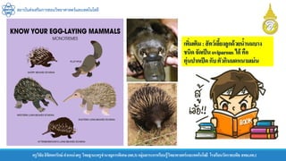 ครูวิชัยลิขิตพรรักษ์ ตาแหน่งครู วิทยฐานะครูชานาญการพิเศษ(คศ.3)กลุ่มสาระการเรียนรู้วิทยาศาสตร์และเทคโนโลยี โรงเรียนวัดราชบพิธ สพม.กท.1
สถาบันส่งเสริมการสอนวิทยาศาสตร์และเทคโนโลยี
เพิ่มเติม:สัตว์เลี้ยงลูกด้วยน้านมบาง
ชนิดจัดเป็นoviparous ได้ คือ
ตุ่นปากเป็ดกับตัวกินมดหนามเม่น
 