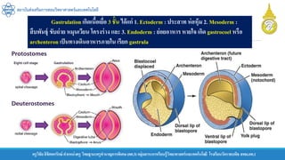 ครูวิชัยลิขิตพรรักษ์ ตาแหน่งครู วิทยฐานะครูชานาญการพิเศษ(คศ.3)กลุ่มสาระการเรียนรู้วิทยาศาสตร์และเทคโนโลยี โรงเรียนวัดราชบพิธ สพม.กท.1
สถาบันส่งเสริมการสอนวิทยาศาสตร์และเทคโนโลยี
Gastrulation เกิดเนื้อเยื่อ 3 ชั้น ได้แก่ 1. Ectoderm : ประสาท ห่อหุ้ม 2. Mesoderm :
สืบพันธุ์ ขับถ่าย หมุนเวียน โครงร่าง และ 3. Endoderm : ย่อยอาหาร หายใจ เกิด gastrocoel หรือ
archenteron เป็นทางเดินอาหารภายใน เรียก gastrula
 