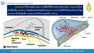ครูวิชัยลิขิตพรรักษ์ ตาแหน่งครู วิทยฐานะครูชานาญการพิเศษ(คศ.3)กลุ่มสาระการเรียนรู้วิทยาศาสตร์และเทคโนโลยี โรงเรียนวัดราชบพิธ สพม.กท.1
สถาบันส่งเสริมการสอนวิทยาศาสตร์และเทคโนโลยี
Gastrulation ไก่และมนุษย์ epiblast จะเคลื่อนที่เข้าแนวกลาง เกิด primitive streak และม้วน
ตัวเข้าในเป็น mesoderm โดยกลุ่มเซลล์หน้าสุดเรียกHensen’s node ส่วนที่เข้าไปก่อนจะเกิดแกนค้าจุน
notochord ด้านในสุดเป็น endoderm และด้านนอกสุดเป็น ectoderm
 