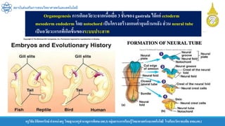 ครูวิชัยลิขิตพรรักษ์ ตาแหน่งครู วิทยฐานะครูชานาญการพิเศษ(คศ.3)กลุ่มสาระการเรียนรู้วิทยาศาสตร์และเทคโนโลยี โรงเรียนวัดราชบพิธ สพม.กท.1
สถาบันส่งเสริมการสอนวิทยาศาสตร์และเทคโนโลยี
Organogenesis การเกิดอวัยวะจากเนื้อเยื่อ 3 ชั้นของ gastrula ได้แก่ ectoderm
mesoderm endoderm โดย notochord เป็นโครงสร้างแกนค้าจุนด้านหลัง ส่วน neural tube
เป็นอวัยวะแรกที่เกิดขึ้นของระบบประสาท
 