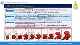 ครูวิชัยลิขิตพรรักษ์ ตาแหน่งครู วิทยฐานะครูชานาญการพิเศษ(คศ.3)กลุ่มสาระการเรียนรู้วิทยาศาสตร์และเทคโนโลยี โรงเรียนวัดราชบพิธ สพม.กท.1
สถาบันส่งเสริมการสอนวิทยาศาสตร์และเทคโนโลยี
การสร้างอวัยวะระยะเอ็มบริโอ Organogenesis
Ectoderm ห่อหุ้มร่างกาย (หนังกาพร้า, ผม, เล็บ). ประสาท (สมอง, ไขสันหลัง, เรตินา, pituitary
gland), สารเคลือบฟัน (enamel), adrenal medulla, เลนส์ตา ,กระจกตา
Mesoderm เลือดและน้าเหลือง, ขับถ่าย, สืบพันธุ์, adrenal cortex, กล้ามเนื้อและกระดูก,notochord,
หนังแท้, เนื้อฟัน, เนื้อเยื่อเกี่ยวพัน (เอ็น) , เนื้อฟัน (dentine)
Endoderm Parathyroid gland, thyroid gland, ต่อมทอนซิล,ต่อมไทมัส,ตับ, ตับอ่อน,
ทางเดินอาหาร, ทางเดินหายใจ, กระเพาะปัสสาวะ, primordial germ cell (yolk sac)
 