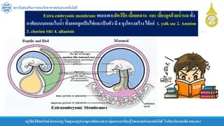 ครูวิชัยลิขิตพรรักษ์ ตาแหน่งครู วิทยฐานะครูชานาญการพิเศษ(คศ.3)กลุ่มสาระการเรียนรู้วิทยาศาสตร์และเทคโนโลยี โรงเรียนวัดราชบพิธ สพม.กท.1
สถาบันส่งเสริมการสอนวิทยาศาสตร์และเทคโนโลยี
Extra embryonic membrane พบเฉพาะสัตว์ปีก เลื้อยคลาน และ เลี้ยงลูกด้วยน้านม ทั้ง
อาศัยบนบกและในน้า ทั้งออกลูกเป็นไข่และเป็นตัว มี 4 ถุงโครงสร้าง ได้แก่ 1. yolk sac 2. Amnion
3. chorion และ 4. allantois
 