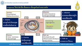 ครูวิชัยลิขิตพรรักษ์ ตาแหน่งครู วิทยฐานะครูชานาญการพิเศษ(คศ.3)กลุ่มสาระการเรียนรู้วิทยาศาสตร์และเทคโนโลยี โรงเรียนวัดราชบพิธ สพม.กท.1
สถาบันส่งเสริมการสอนวิทยาศาสตร์และเทคโนโลยี
3. Allantois
สะสมของเสียกรดยูริก
แลกเปลี่ยนแก๊ส
4. Yolk sac
สะสมอาหารไข่แดง
1. Amnion
บรรจุน้าคร่ารักษาดุลย
ภาพป้องกันอันตราย
2. Chorion
ห่อหุ้มนอกสุด
แลกเปลี่ยนแก๊ส
Oviparous ได้แก่ สัตว์ปีก เลื้อยคลาน เลี้ยงลูกด้วยน้านมบางชนิด
 