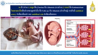 ครูวิชัยลิขิตพรรักษ์ ตาแหน่งครู วิทยฐานะครูชานาญการพิเศษ(คศ.3)กลุ่มสาระการเรียนรู้วิทยาศาสตร์และเทคโนโลยี โรงเรียนวัดราชบพิธ สพม.กท.1
สถาบันส่งเสริมการสอนวิทยาศาสตร์และเทคโนโลยี
รก มี 2 ส่วน 1.รกลูก คือ Chorion กับ Allantois (บางส่วน) 2.รกแม่ คือ Endometrium
โดยสายสะดือเป็นส่วนของลูกเท่านั้น คือ Yolk sac กับ Allantois (ส่วนใหญ่) ภายในมี umbilical
artery ลาเลียงเลือดดา และ umbilical vein ลาเลียงเลือดแดง
 