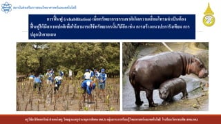 ครูวิชัยลิขิตพรรักษ์ ตาแหน่งครู วิทยฐานะครูชานาญการพิเศษ(คศ.3)กลุ่มสาระการเรียนรู้วิทยาศาสตร์และเทคโนโลยี โรงเรียนวัดราชบพิธ สพม.กท.1
สถาบันส่งเสริมการสอนวิทยาศาสตร์และเทคโนโลยี
การฟื้นฟู (rehabilitation) เมื่อทรัพยากรธรรมชาติเกิดความเสื่อมโทรมจาเป็นต้อง
ฟื้นฟูให้มีสภาพปกติเพื่อให้สามารถใช้ทรัพยากรนั้นได้อีก เช่น การสร้างแนวปะการังเทียม การ
ปลูกป่ าชายเลน
 