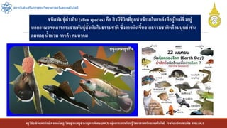 ครูวิชัยลิขิตพรรักษ์ ตาแหน่งครู วิทยฐานะครูชานาญการพิเศษ(คศ.3)กลุ่มสาระการเรียนรู้วิทยาศาสตร์และเทคโนโลยี โรงเรียนวัดราชบพิธ สพม.กท.1
สถาบันส่งเสริมการสอนวิทยาศาสตร์และเทคโนโลยี
ชนิดพันธุ์ต่างถิ่น (alien species) คือ สิ่งมีชีวิตที่ถูกนาเข้ามาในแหล่งที่อยู่ใหม่ซึ่งอยู่
นอกอาณาเขตการกระจายพันธุ์ดั้งเดิมในธรรมชาติ ซึ่งอาจเกิดขึ้นจากธรรมชาติหรือมนุษย์ เช่น
ลมพายุ น้าท่วม การค้า คมนาคม
 