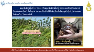 ครูวิชัยลิขิตพรรักษ์ ตาแหน่งครู วิทยฐานะครูชานาญการพิเศษ(คศ.3)กลุ่มสาระการเรียนรู้วิทยาศาสตร์และเทคโนโลยี โรงเรียนวัดราชบพิธ สพม.กท.1
สถาบันส่งเสริมการสอนวิทยาศาสตร์และเทคโนโลยี
ชนิดพันธุ์ต่างถิ่นที่รุกรานแล้ว เป็นชนิดพันธุ์ต่างถิ่นที่แพร่กระจายเข้ามาในประเทศ
ไทยสามารถปรับตัวตั้งถิ่นฐาน และอาจทาให้สิ่งมีชีวิตท้องถิ่นดั้งเดิมสูญพันธุ์ได้ เช่น หอยหาก
ยักษ์แอฟริกา ไมยราบยักษ์
 