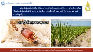 ครูวิชัยลิขิตพรรักษ์ ตาแหน่งครู วิทยฐานะครูชานาญการพิเศษ(คศ.3)กลุ่มสาระการเรียนรู้วิทยาศาสตร์และเทคโนโลยี โรงเรียนวัดราชบพิธ สพม.กท.1
สถาบันส่งเสริมการสอนวิทยาศาสตร์และเทคโนโลยี
ชนิดพันธุ์ต่างถิ่นที่มีประวัติว่ารุกรานแล้วในประเทศอื่นแต่ยังไม่รุกรานในประเทศไทย
เป็นชนิดพันธุ์ต่างถิ่นที่มีรายงานว่าเข้ามาในประเทศไทยแล้ว เช่น มดหัวโต และศรนารายณ์
สาบเสือ ธูปฤาษี
 