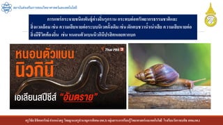 ครูวิชัยลิขิตพรรักษ์ ตาแหน่งครู วิทยฐานะครูชานาญการพิเศษ(คศ.3)กลุ่มสาระการเรียนรู้วิทยาศาสตร์และเทคโนโลยี โรงเรียนวัดราชบพิธ สพม.กท.1
สถาบันส่งเสริมการสอนวิทยาศาสตร์และเทคโนโลยี
การแพร่กระจายชนิดพันธุ์ต่างถิ่นรุกราน กระทบต่อทรัพยากรธรรมชาติและ
สิ่งแวดล้อม เช่น ความเสียหายต่อระบบนิเวศดั้งเดิม เช่น ผักตบชวาน้าเน่าเสีย ความเสียหายต่อ
สิ่งมีชีวิตท้องถิ่น เช่น หนอนตัวแบนนิวกินีปรสิตหอยทากบก
 
